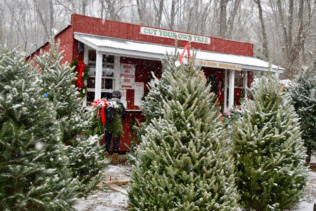 Christmas tree farm store during winter in Calgary