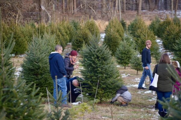 Group Cutting Tree in Field - Hidden Pond Tree Farm